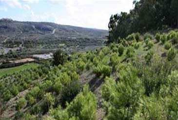 Foresta 2000 Foresta 2000