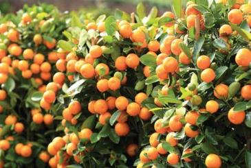CITRUS FESTIVAL